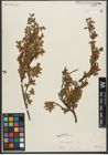Foto von Salix retusa L.